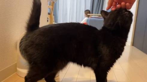 猫 さもじくん ほたねちゃん 猫カフェばれ