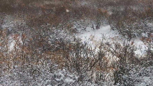 シロクマを探せ