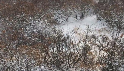 シロクマを探せ