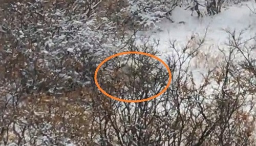 シロクマを探せ