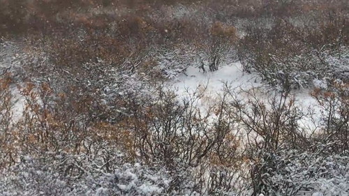 シロクマを探せ