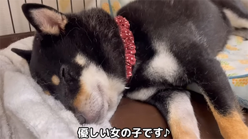 眠るりんごちゃん