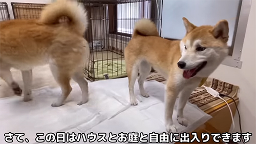 お外に出たいのですが