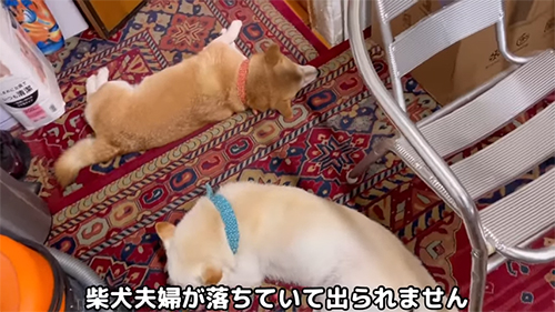 落ちている柴犬夫婦