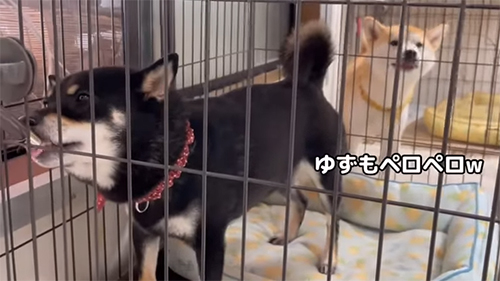 ペロペロゆずちゃん