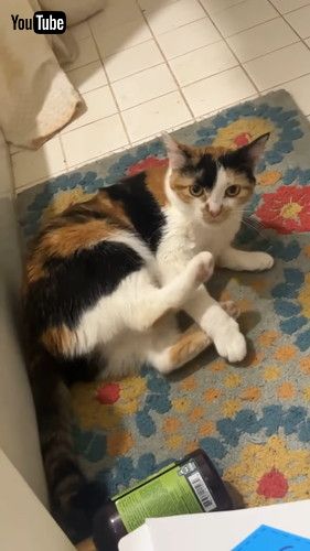 「Cat's Back Foot Is Her Worst Enemy || ViralHog」