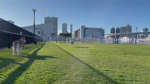 逆走するココちゃん