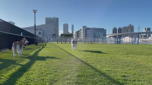 逆走するココちゃん