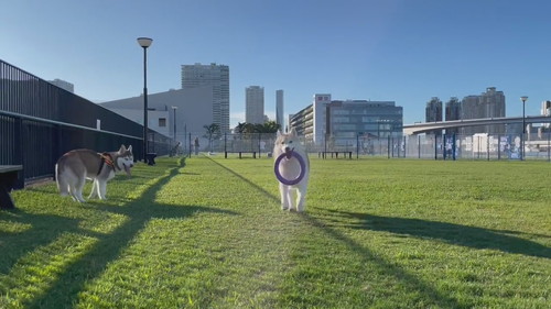 逆走するココちゃん