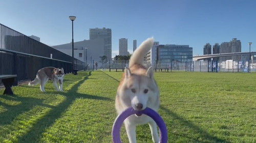 逆走するココちゃん