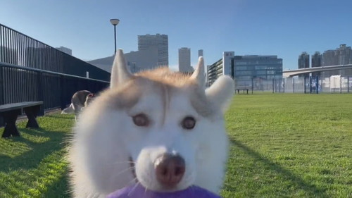 逆走するココちゃん