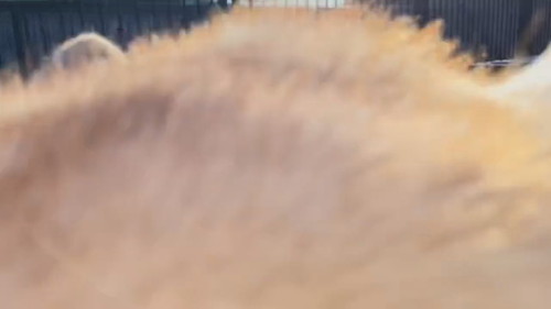 逆走するココちゃん