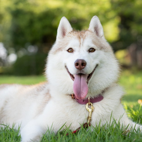 ココちゃんとイチくん