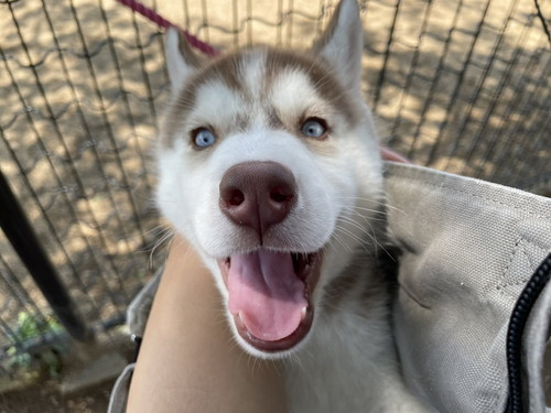 ココちゃんとイチくん