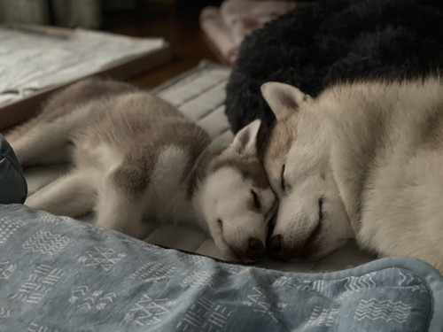 ココちゃんとイチくん