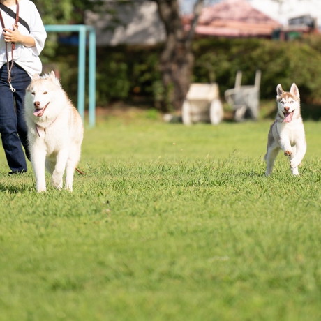 ココちゃんとイチくん