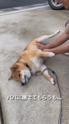 「パパに撫でてもらうも…」