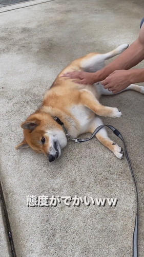 「パパに撫でてもらうも…」