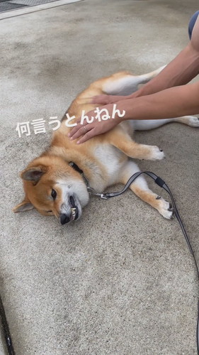 「パパに撫でてもらうも…」