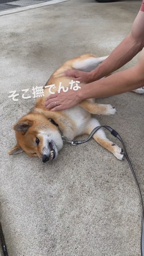 「パパに撫でてもらうも…」