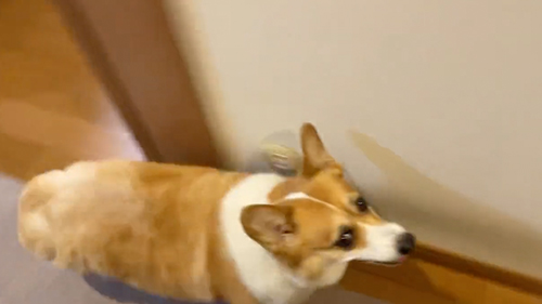 トイレアピールをするワンコ