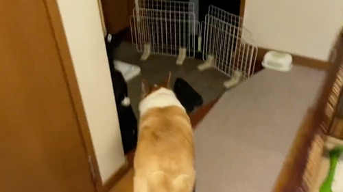 トイレアピールをするワンコ