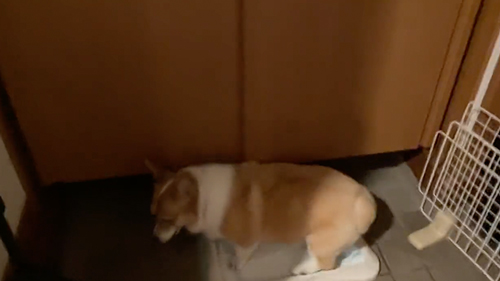 トイレアピールをするワンコ