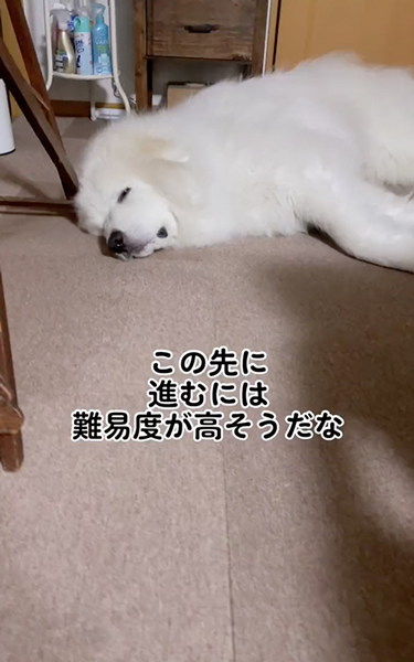 ドアの目の前で寝転ぶデカワンコ