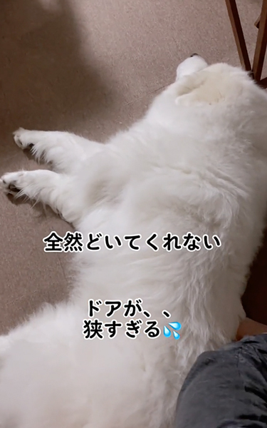 ドアの目の前で寝転ぶデカワンコ
