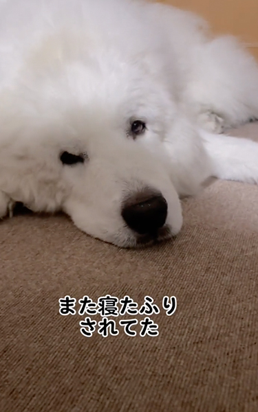 ドアの目の前で寝転ぶデカワンコが寝たふり