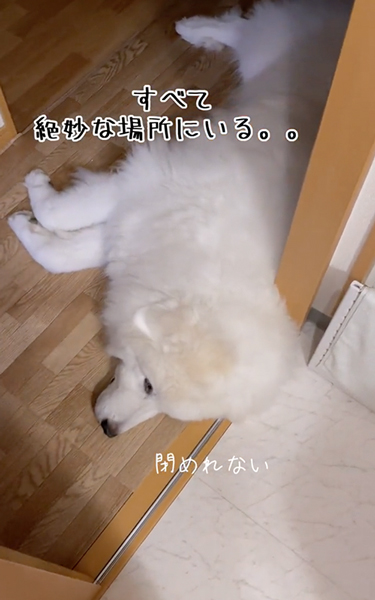 所々封鎖してくるデカワンコ