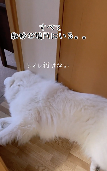 所々封鎖してくるデカワンコ