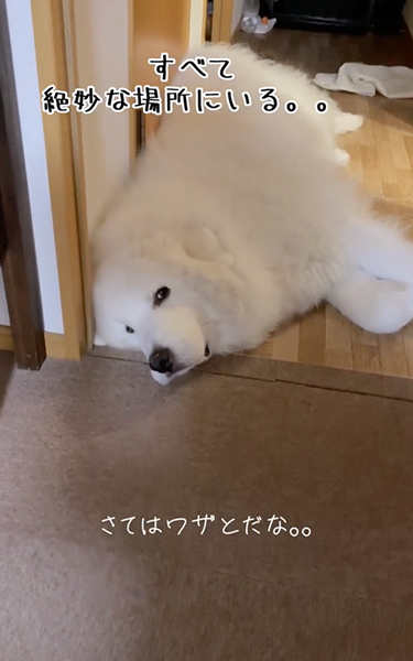 所々封鎖してくるデカワンコ