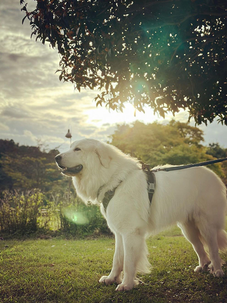 絵画みたいなワンコ