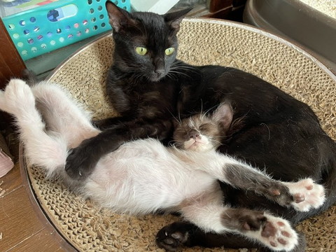 黒猫と子猫