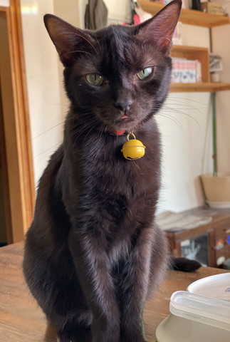 鈴つけてる黒猫