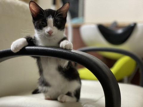 つかまり立ち猫