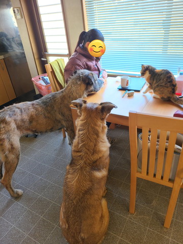 テーブルに集まるわんにゃん