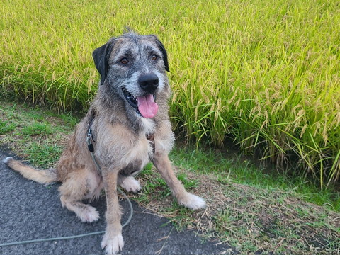 畑前で笑顔ワンコ