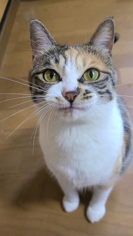 猫ちゃんお座り