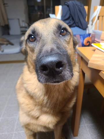 ヒコーキ耳ワンコ