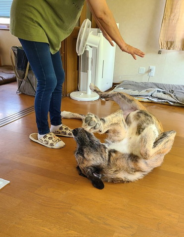 両手をかざされるワンコ