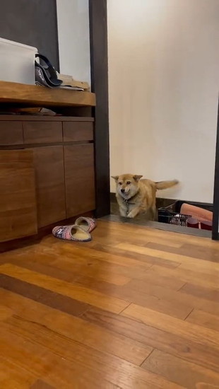 ヒコーキ耳の犬