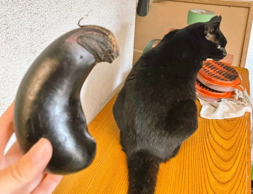 ナスに似た猫