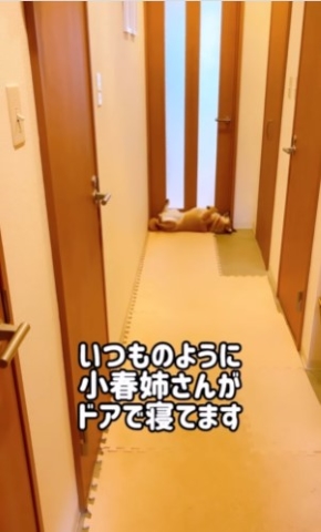 ドアの枠にフィットして寝る犬