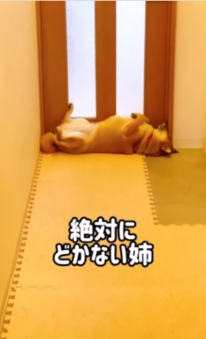へそ天姿で寝る犬
