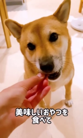 おやつを食べる犬
