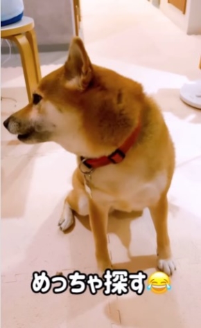 おやつを探す犬