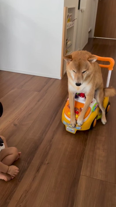 息子と柴犬