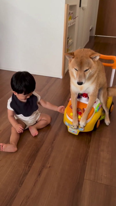 アンパンマンカーに乗った犬